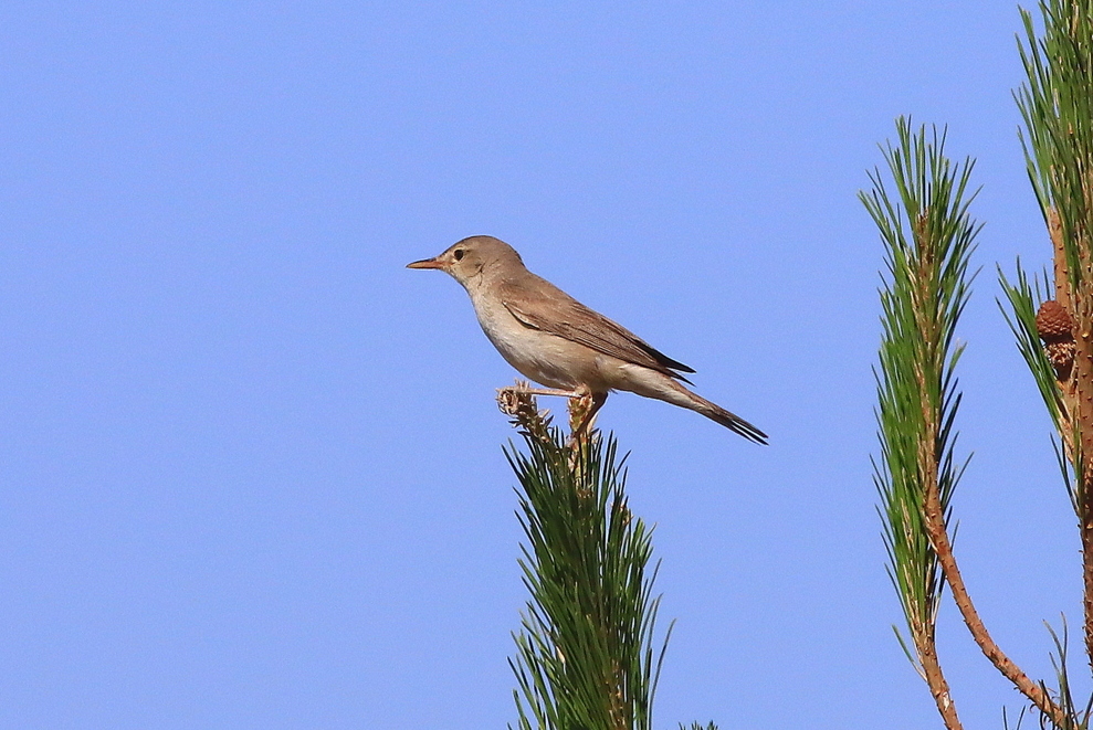 Upcher`s Warbler