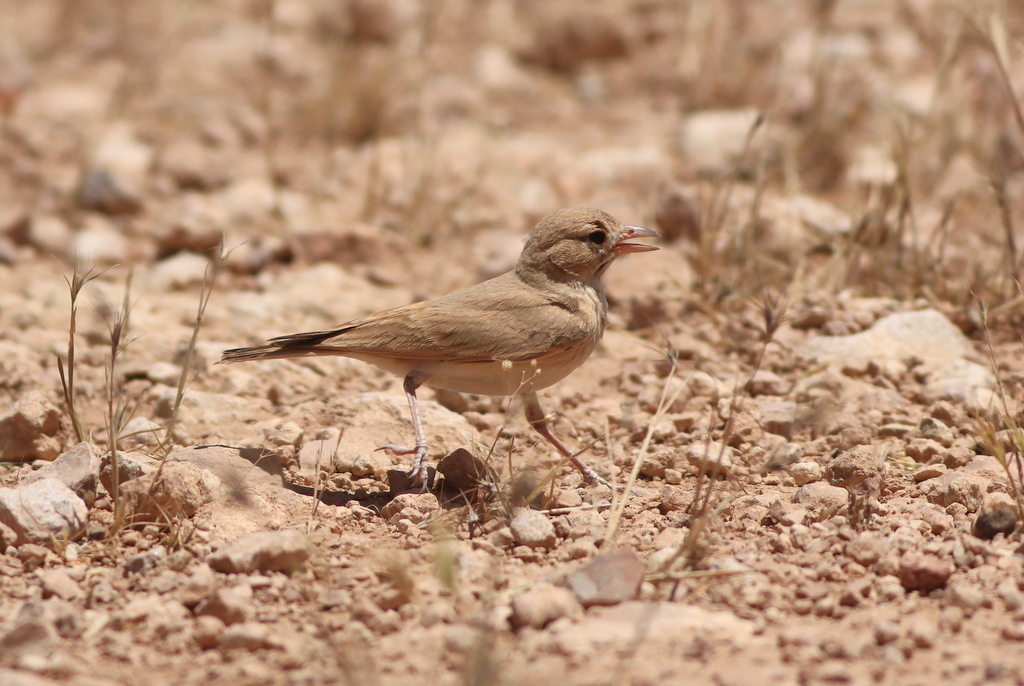 Bar-tailed Lark