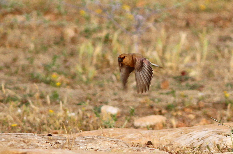 Desert Finch