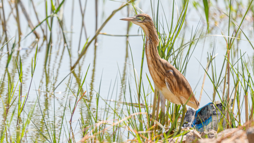 Squacco Heron