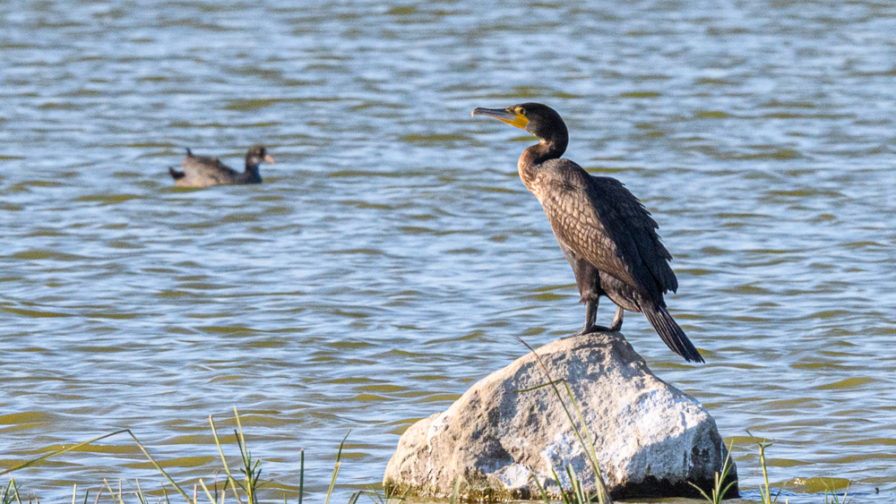 Great Cormorant