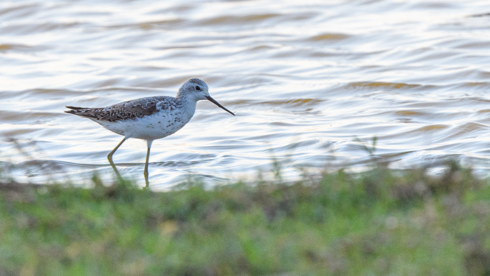 Marsh Sandpiper