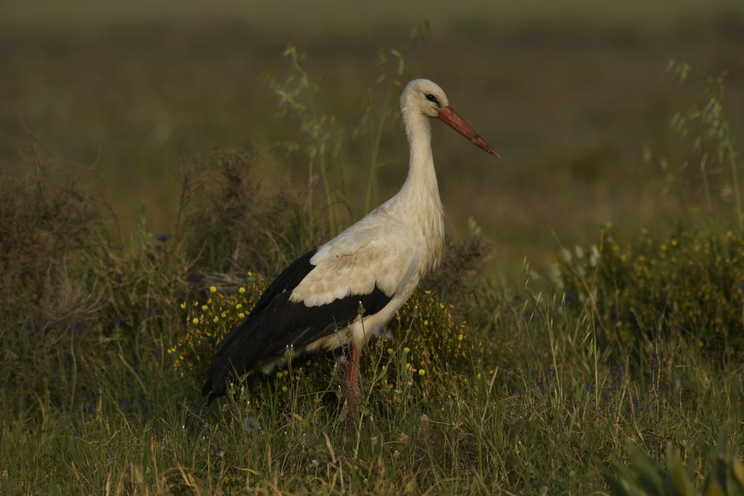 White Stork