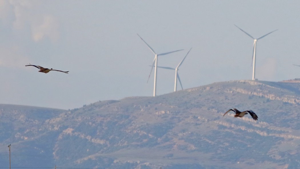 Great Bustard