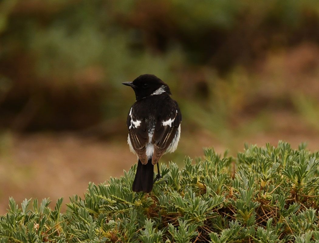 Siberian Stonechat
