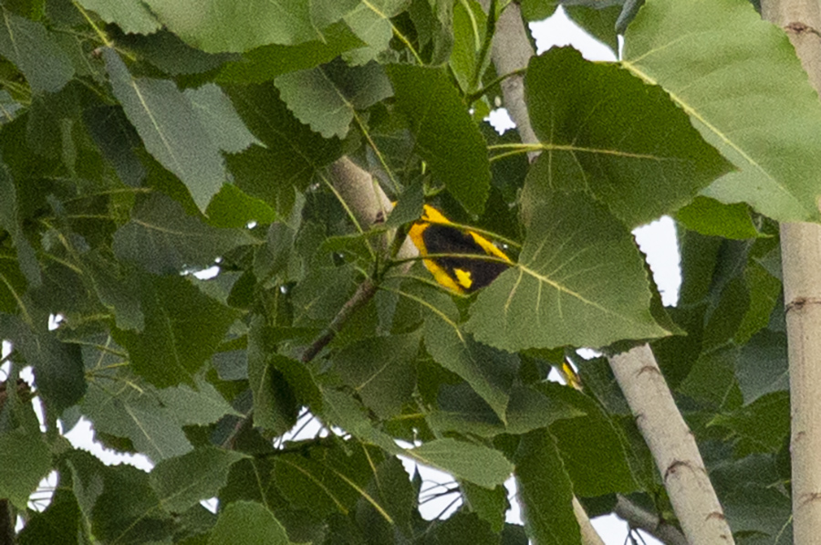 Eurasian Golden Oriole