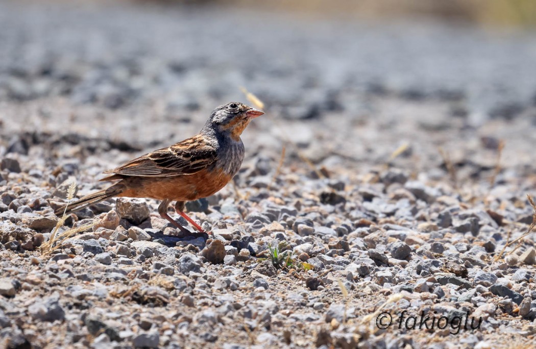 Cretzschmar`s Bunting