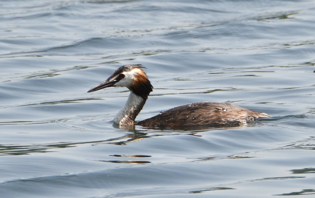 Great Crested Grebe