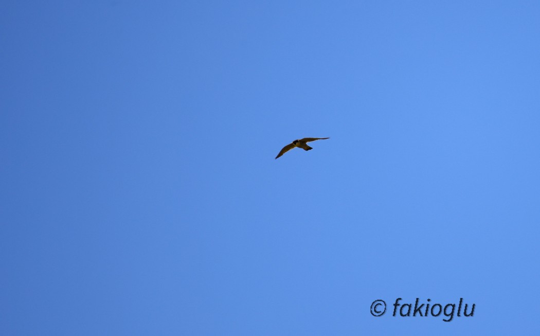 Peregrine Falcon