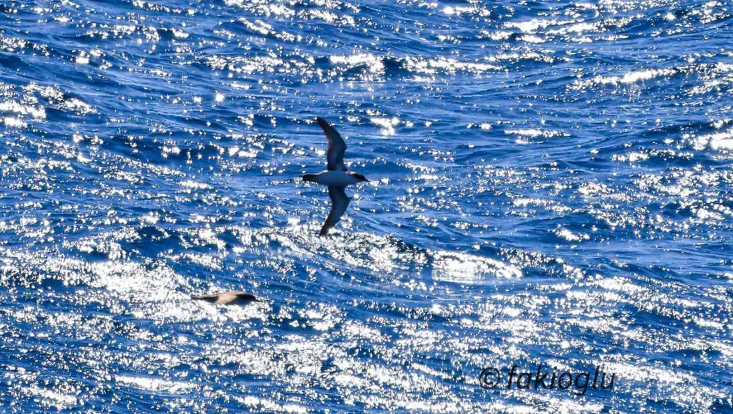 Yelkouan Shearwater