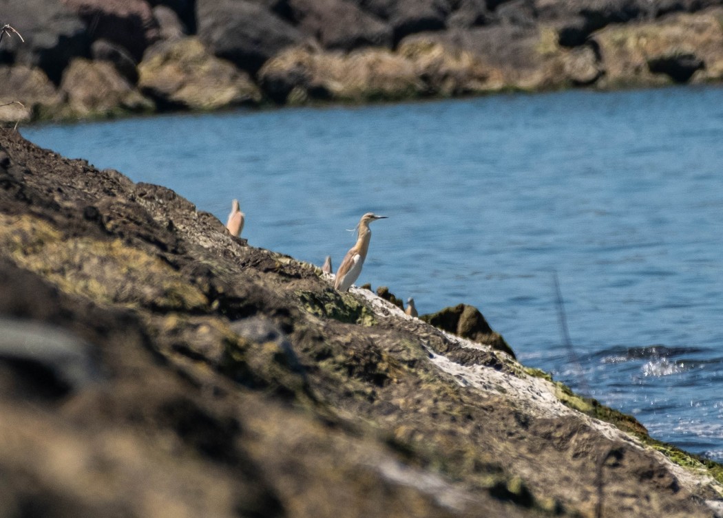 Squacco Heron