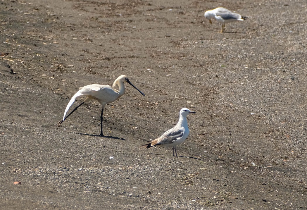 Eurasian Spoonbill