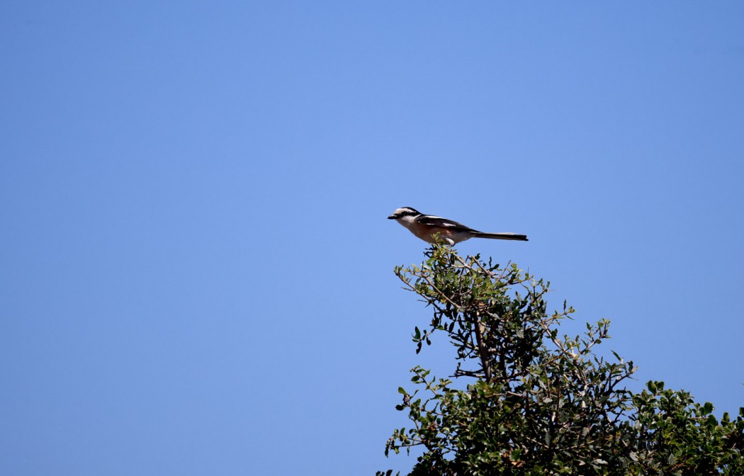 Masked Shrike