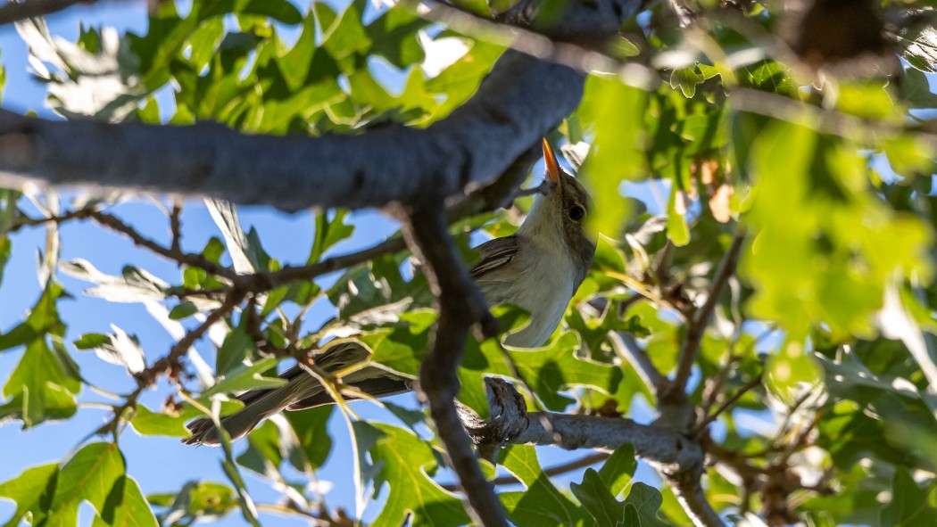 Olive-tree Warbler