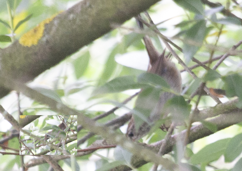 Cetti`s Warbler