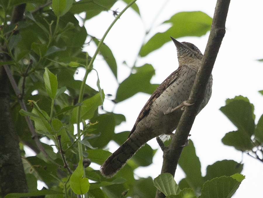 Eurasian Wryneck