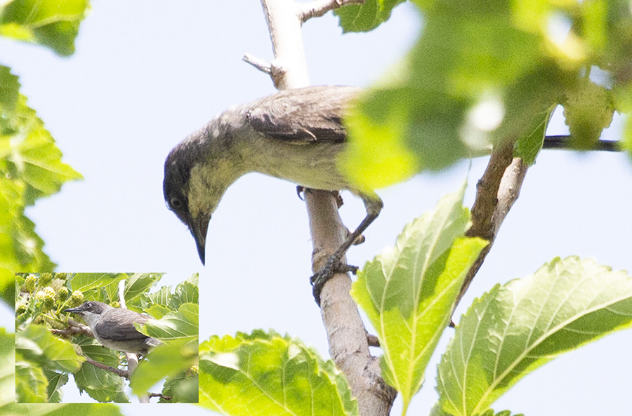 Eastern Orphean Warbler