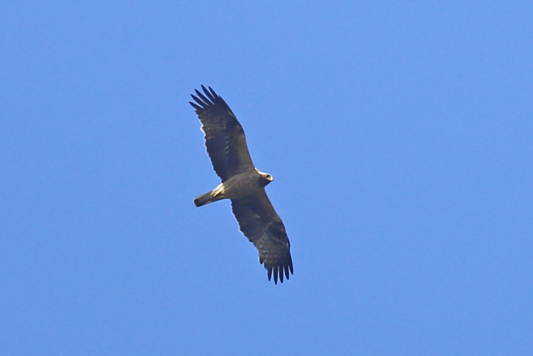 Booted Eagle
