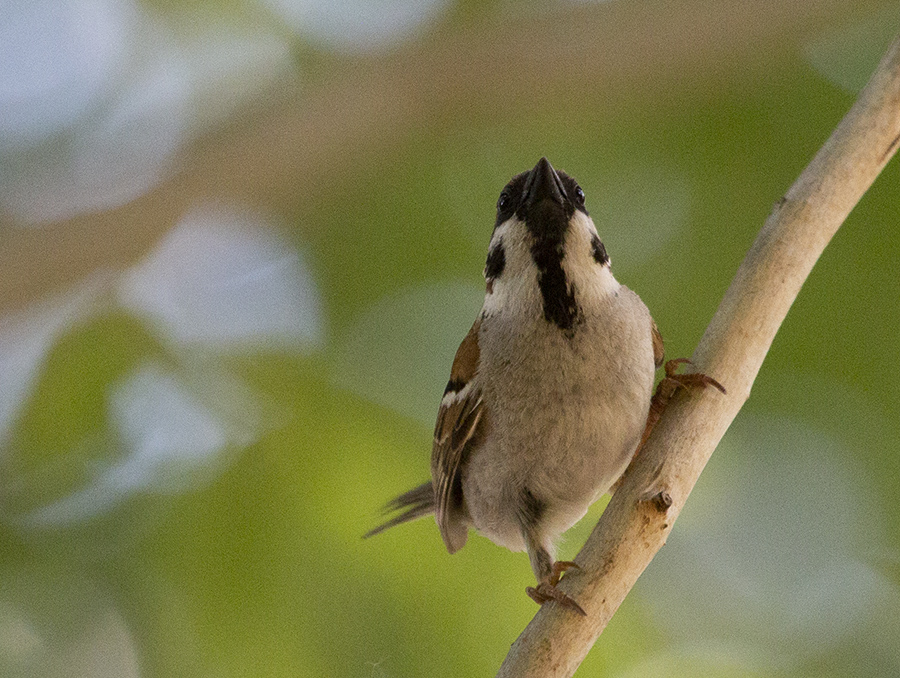 Eurasian Tree Sparrow