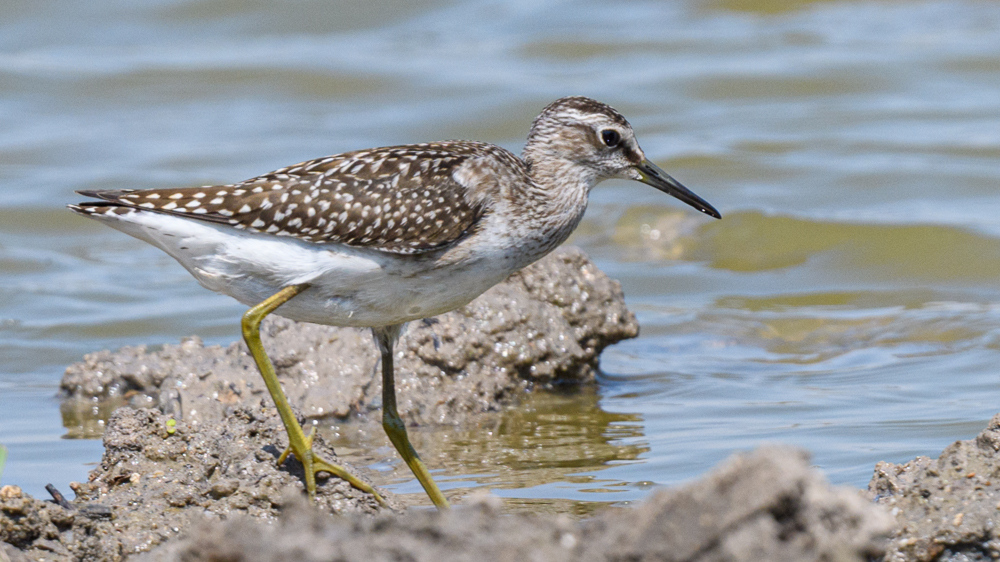 Wood Sandpiper