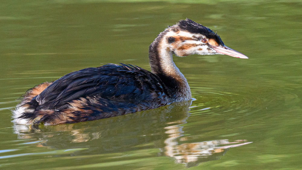 Great Crested Grebe