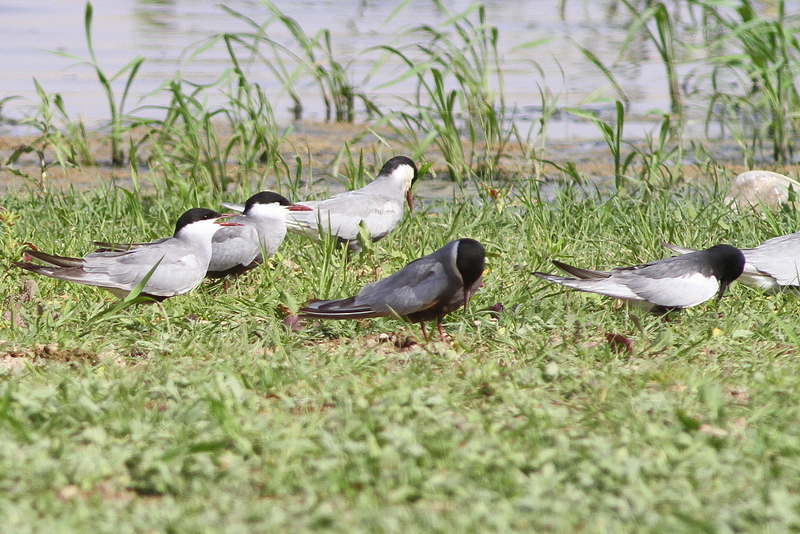 White-winged Tern