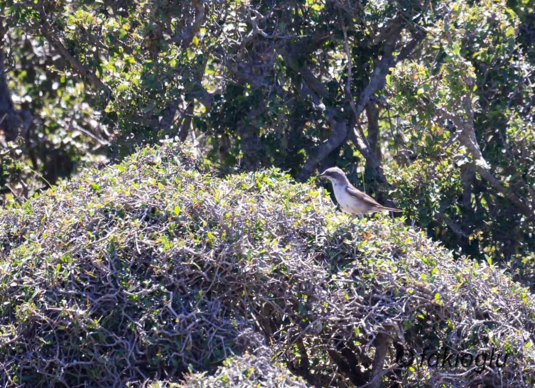 Lesser Whitethroat