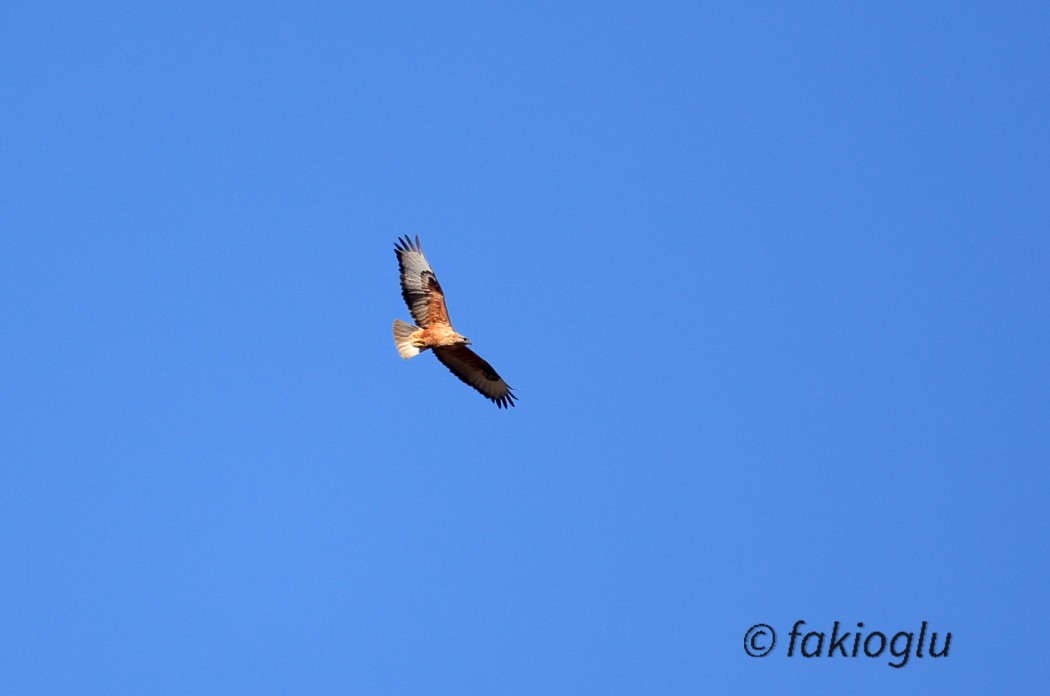 Long-legged Buzzard