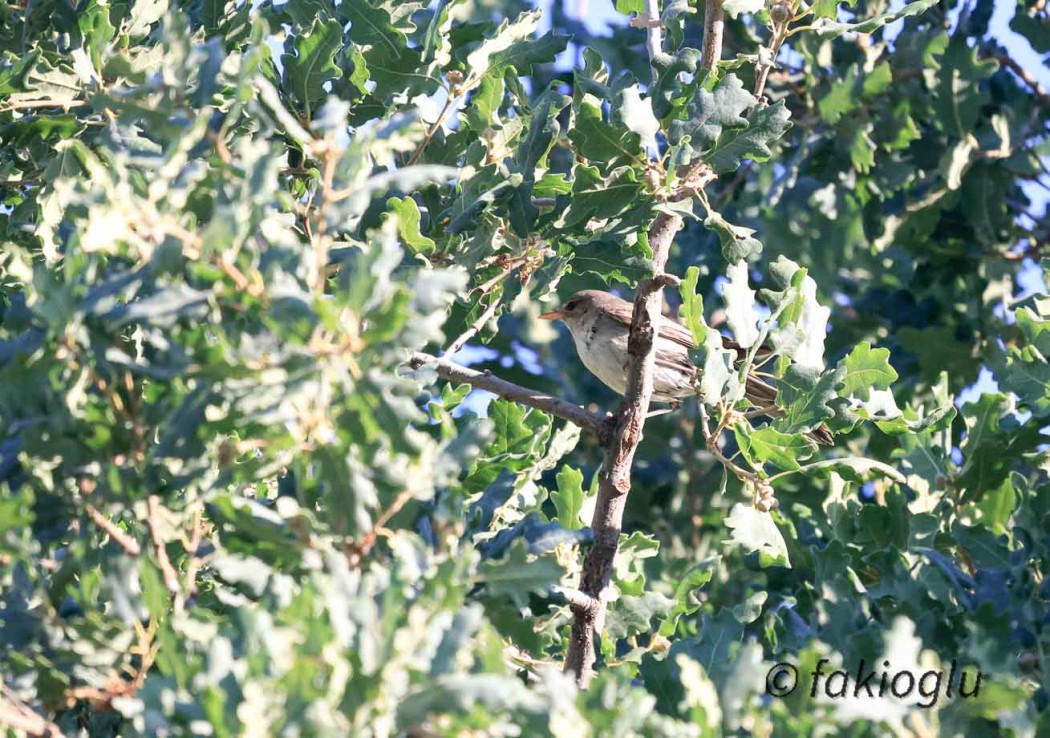 Olive-tree Warbler