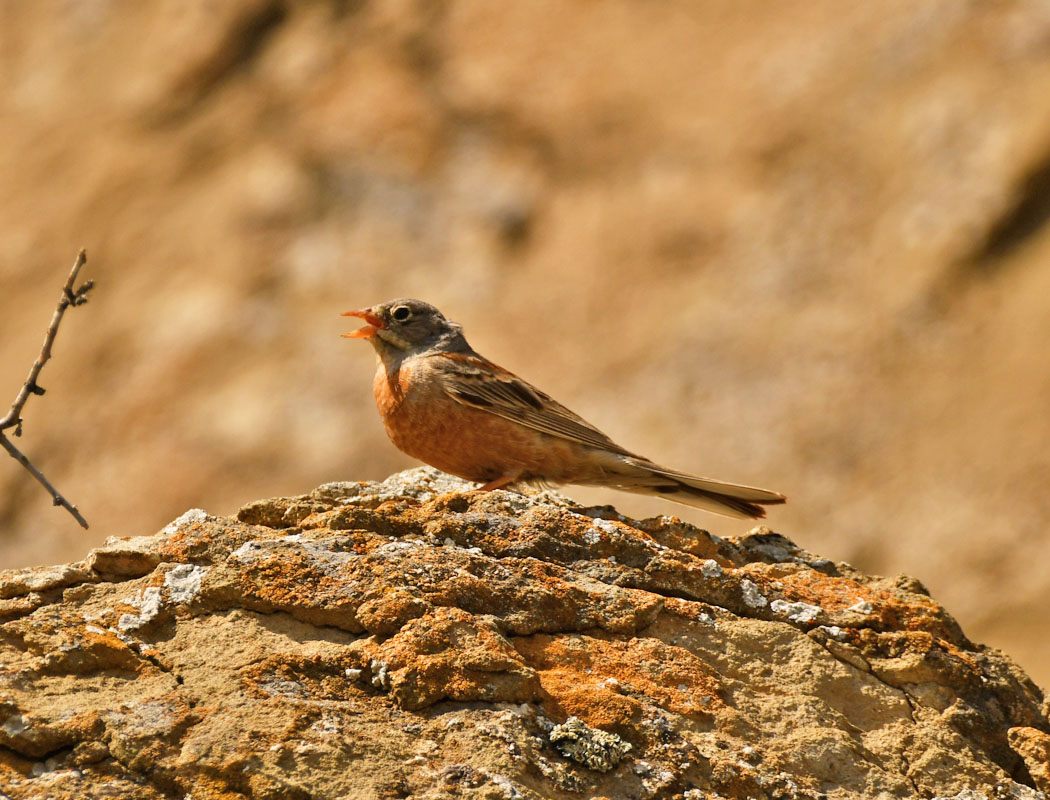 Grey-necked Bunting