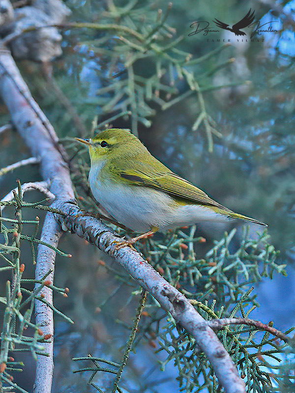 Wood Warbler