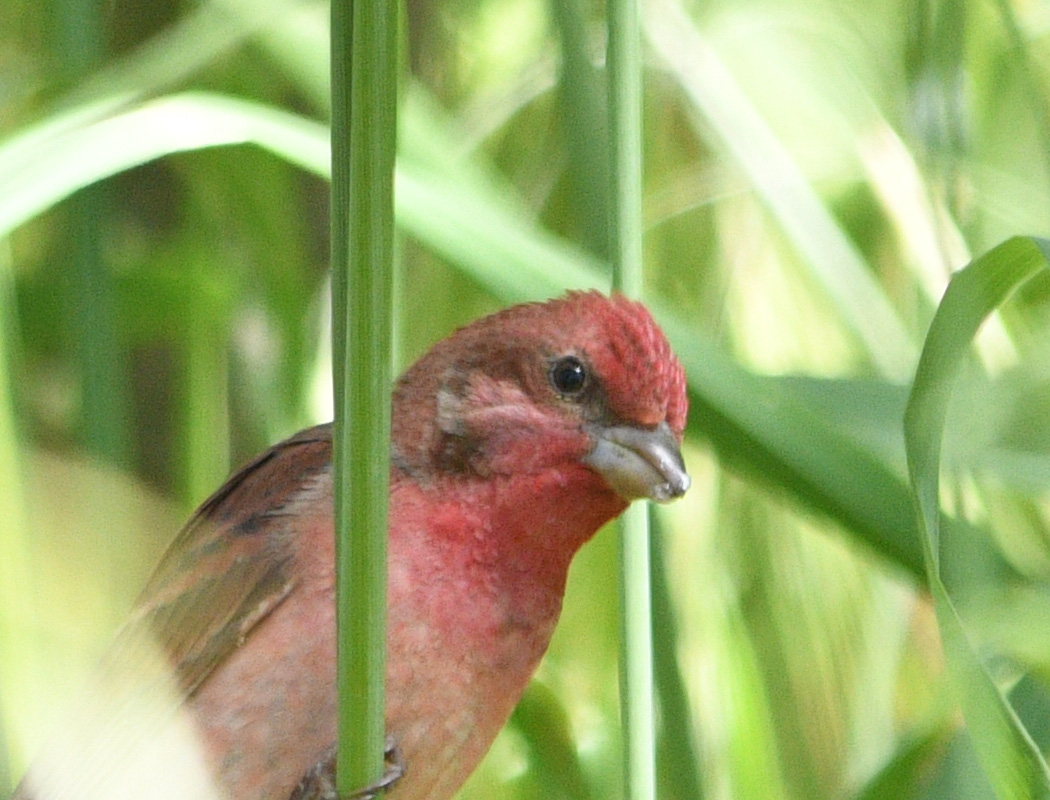 Common Rosefinch