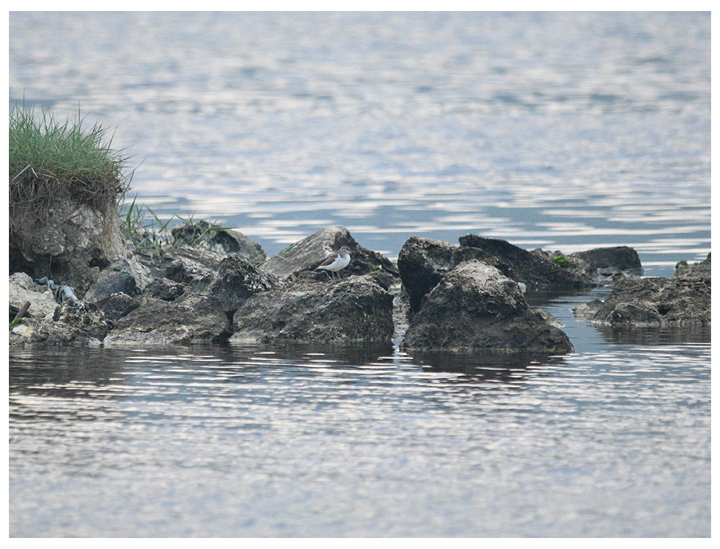 Common Sandpiper