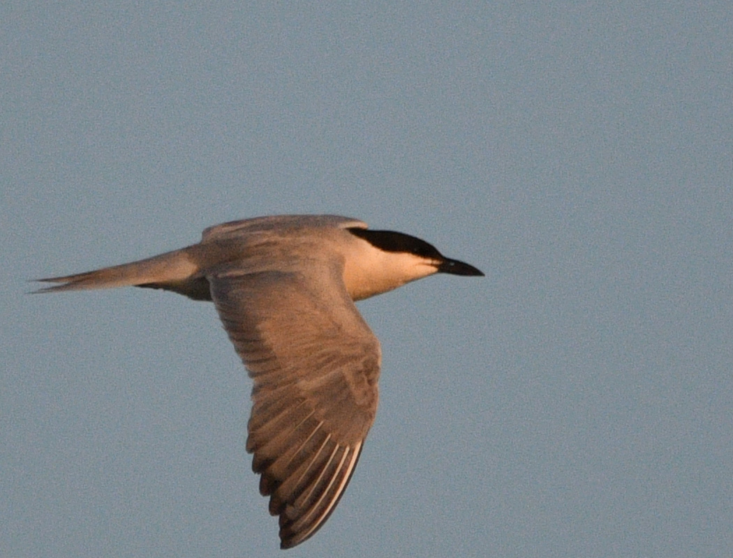 Gull-billed Tern