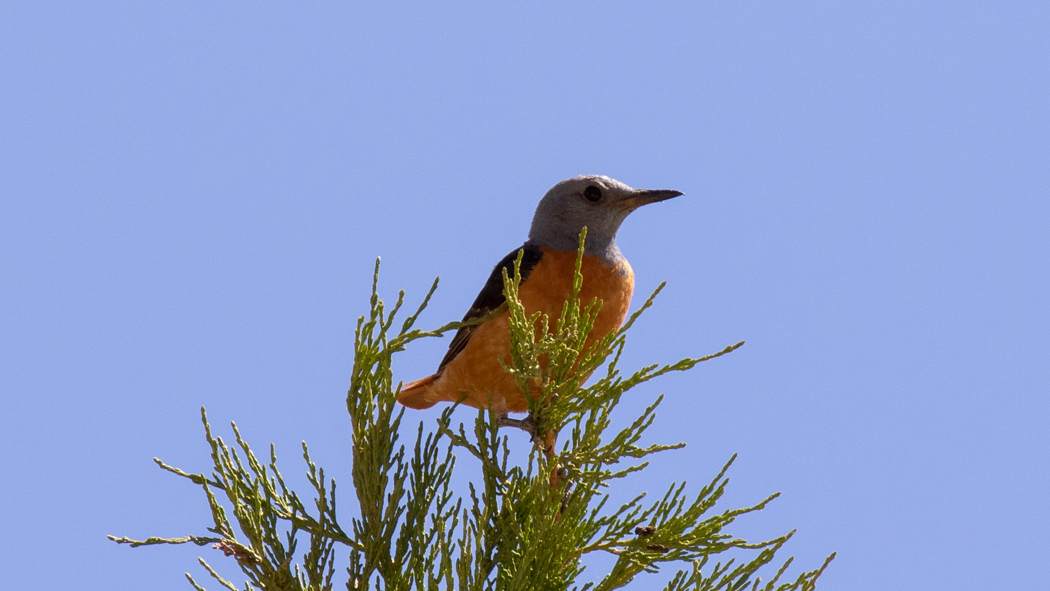 Common Rock Thrush