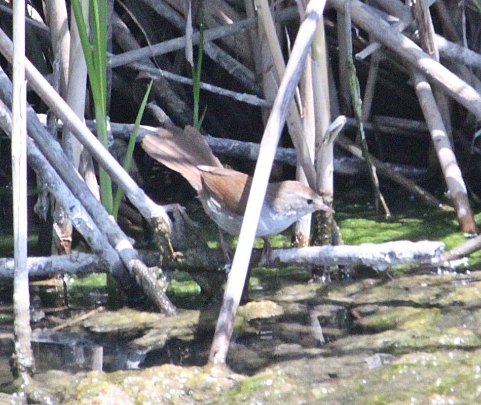 Cetti`s Warbler