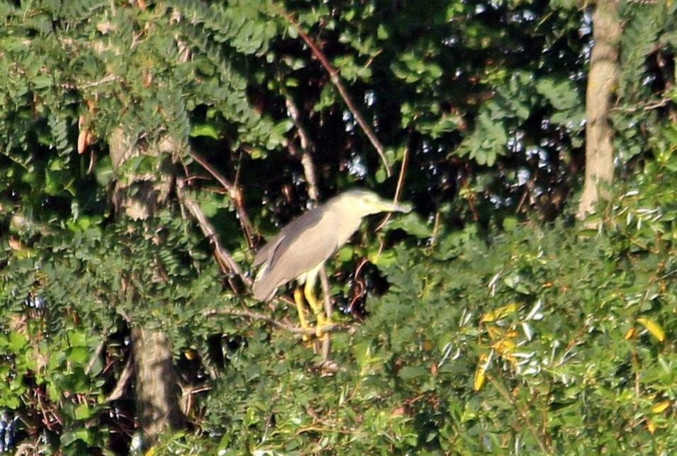 Black-crowned Night Heron