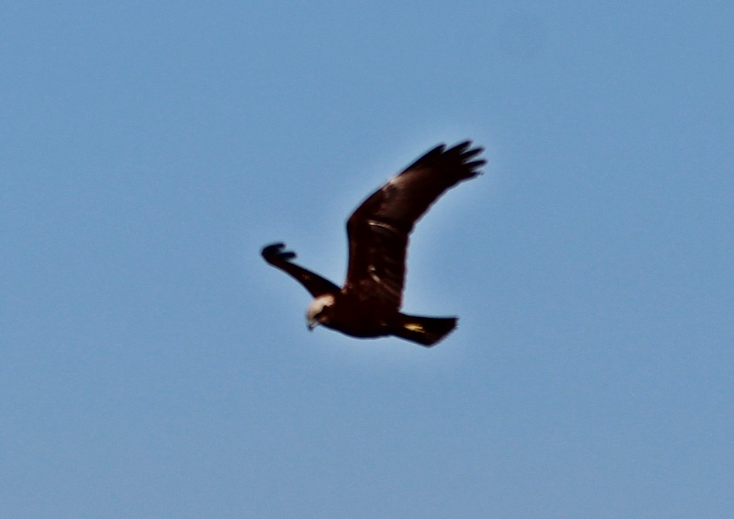 Western Marsh Harrier