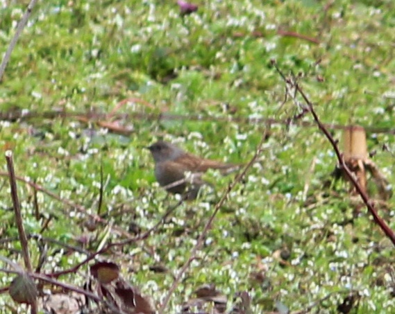 Dunnock