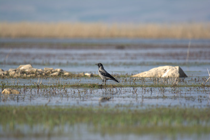 Hooded Crow