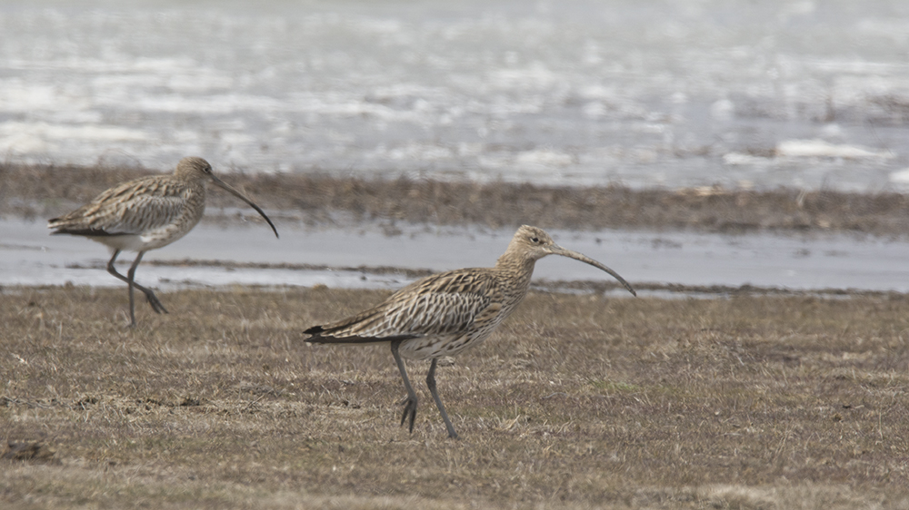 Eurasian Curlew