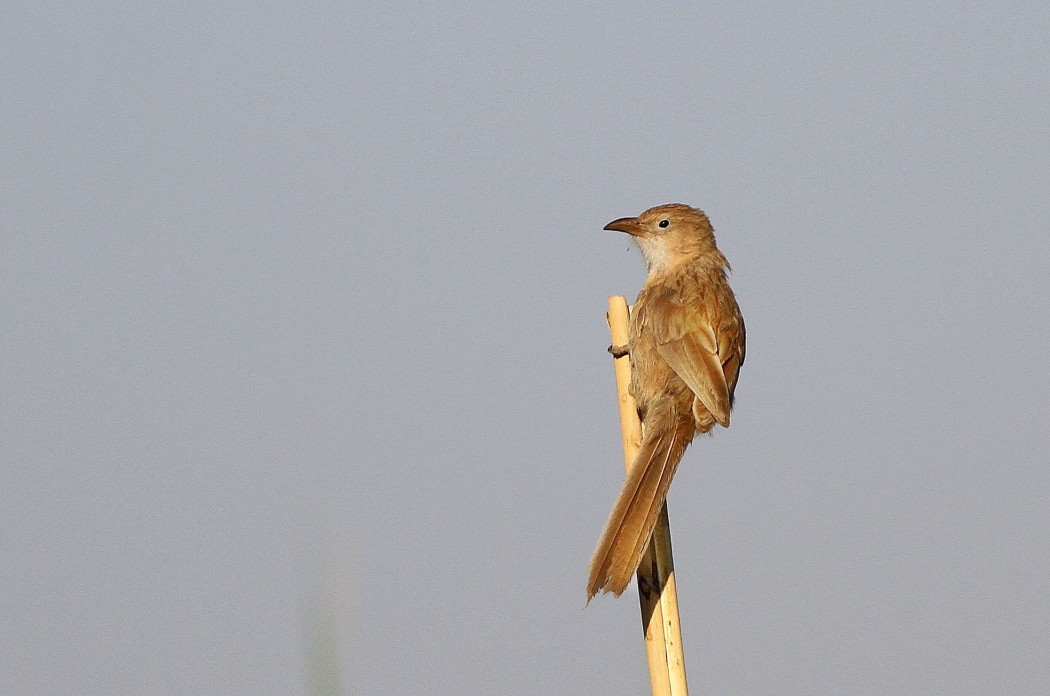 Iraq Babbler
