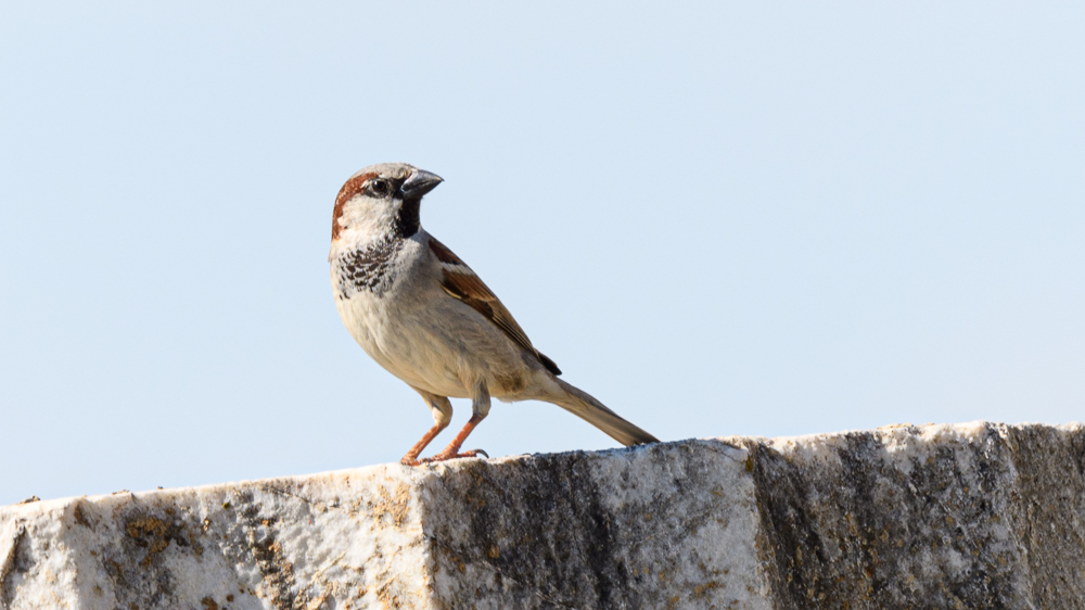 House Sparrow