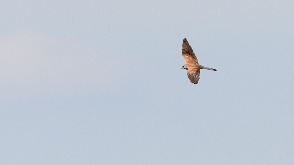 Common Kestrel