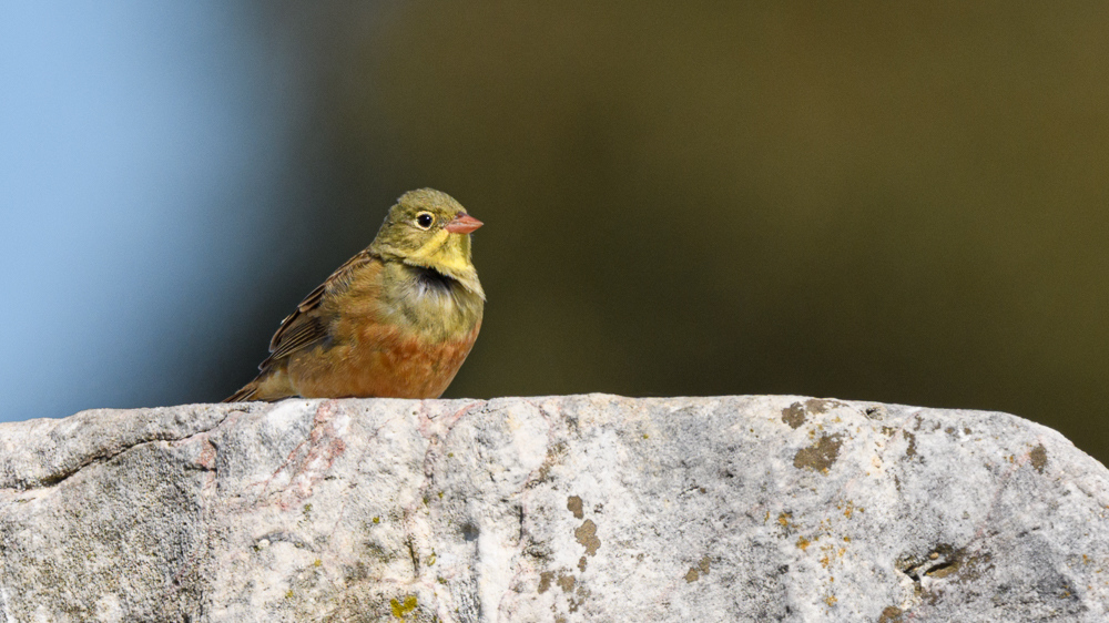 Ortolan Bunting