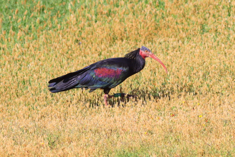 Northern Bald Ibis
