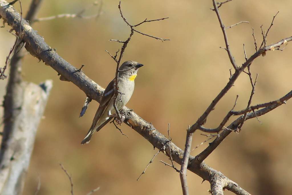 Yellow-throated Sparrow