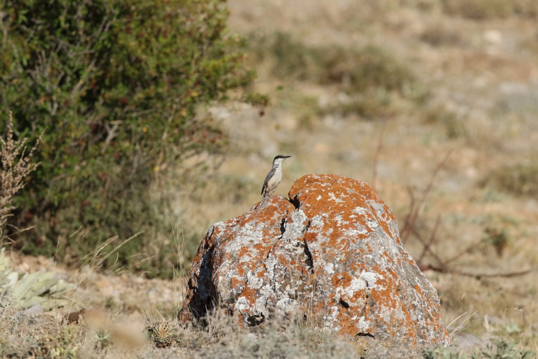 Western Rock Nuthatch