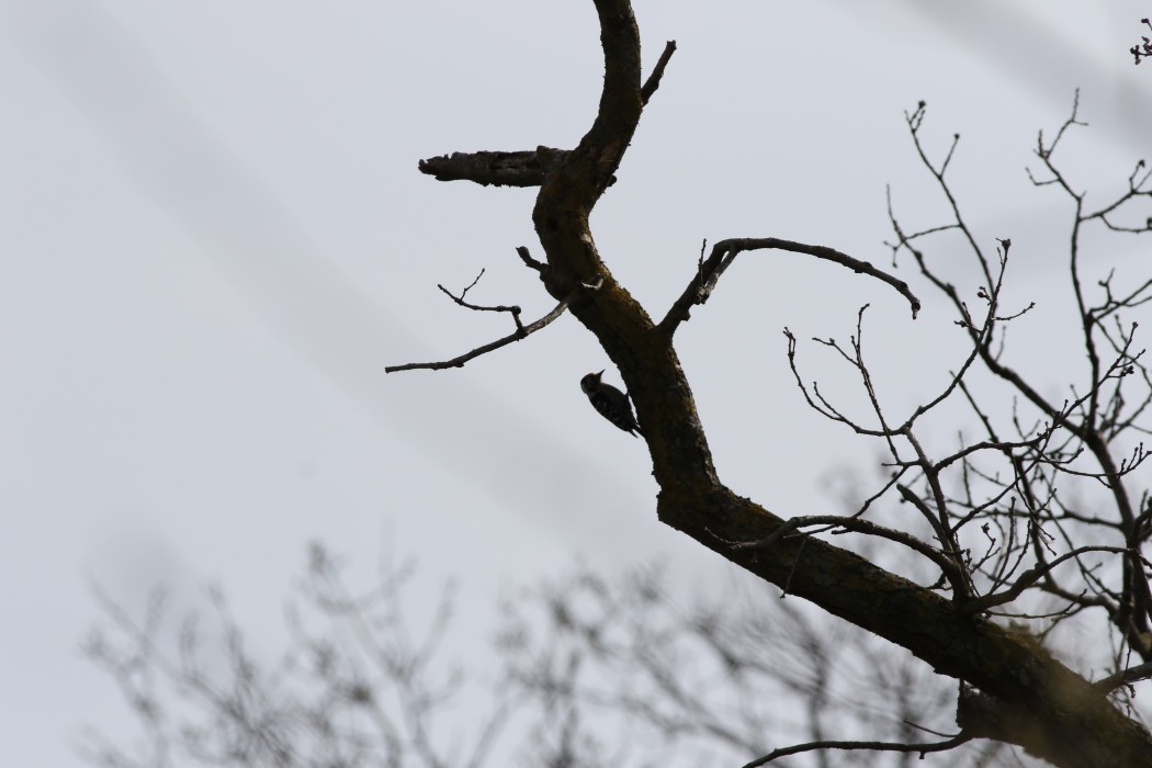 Lesser Spotted Woodpecker