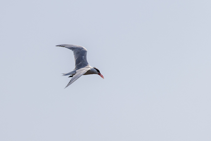 Caspian Tern